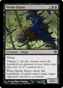 Shrike Harpy