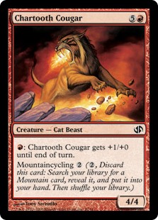 Chartooth Cougar