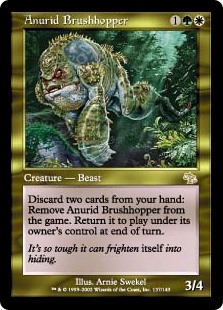 Anurid Brushhopper