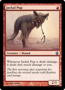 Jackal Pup