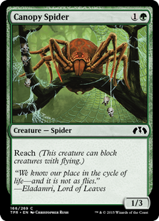 Canopy Spider