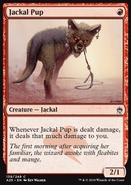 Jackal Pup