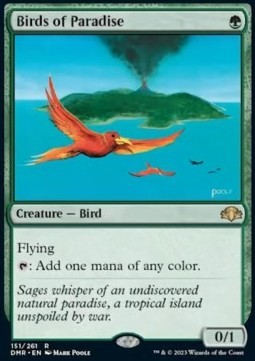 Birds of Paradise