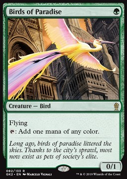 Birds of Paradise